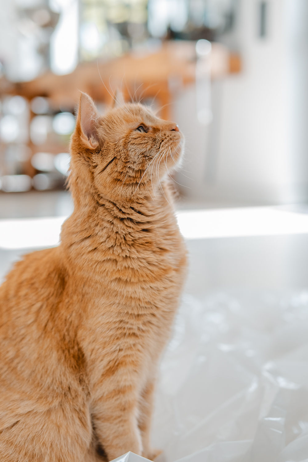 Tierkommunikation mit energetischer Fernbehandlung – Bild 2